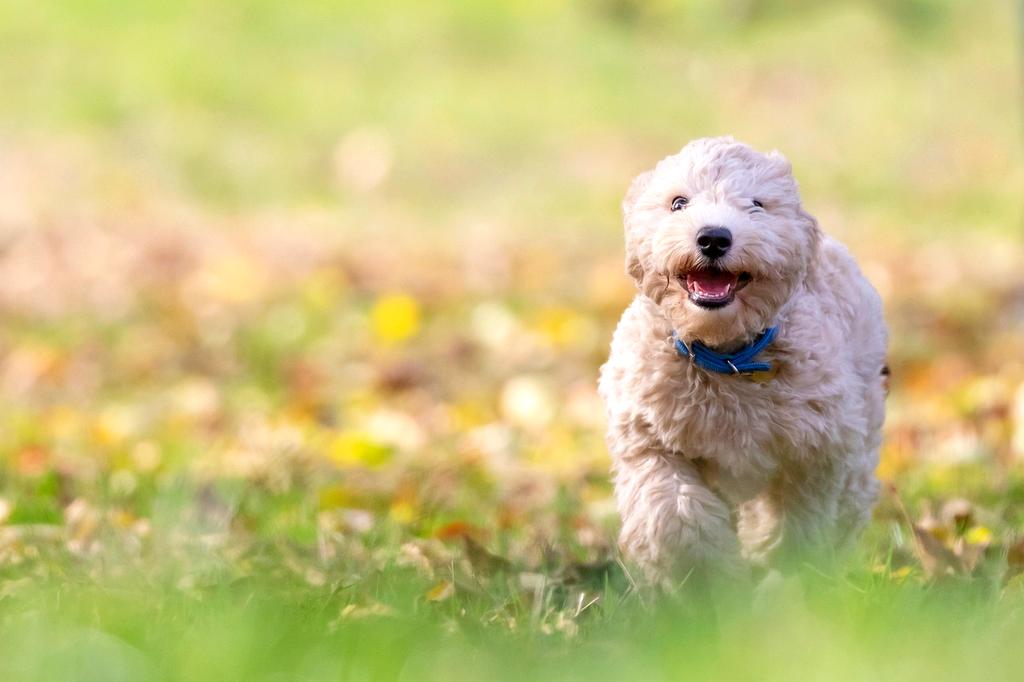 Dogs observing human interactions