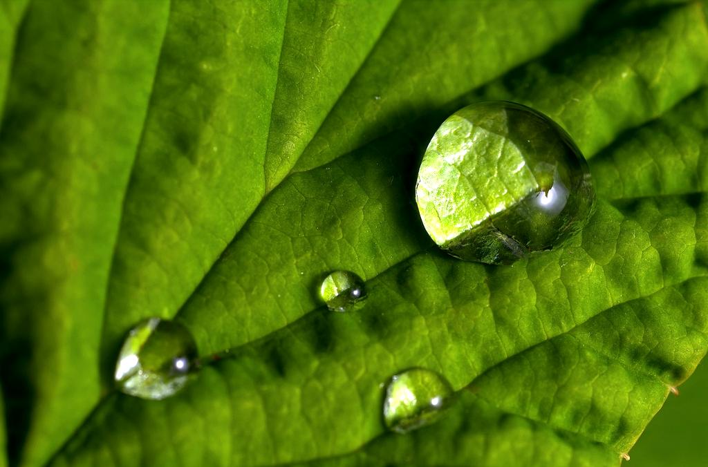 Plant leaf pores closing to conserve water